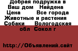 Добрая подружка,в Ваш дом!!!Найдена › Цена ­ 10 - Все города Животные и растения » Собаки   . Вологодская обл.,Сокол г.